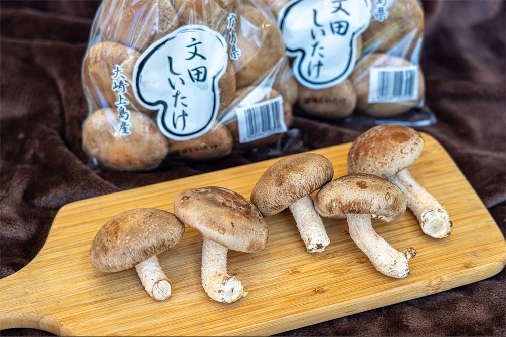 文田しいたけ｜県内生産量No.1！大崎上島発のこだわり肉厚シイタケ