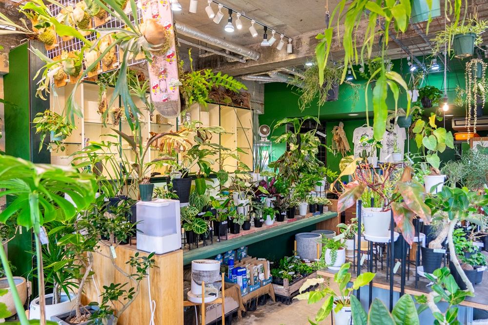 Greeen Monster（グリーンモンスター）｜観葉植物と長く一緒に暮らす